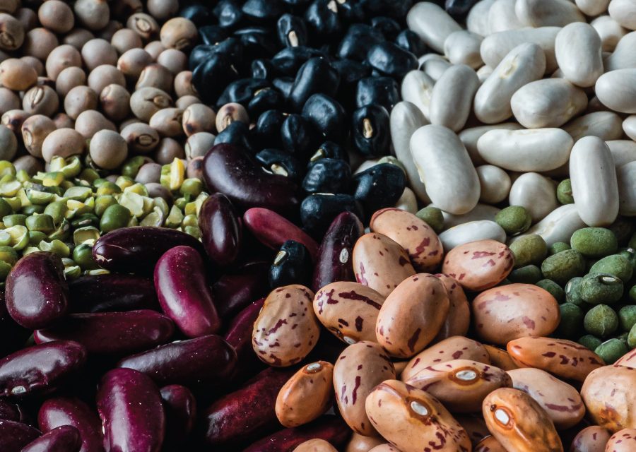 Beans harvest