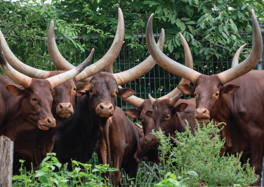 Livestock farming